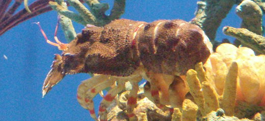  Arctides regalis (Red Banded Slipper Lobster, Royal Spanish Lobster)